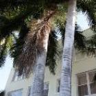Apartment Florida Stati Uniti: Appartamento 1 Camere Da Letto Nel Cuore Di ...